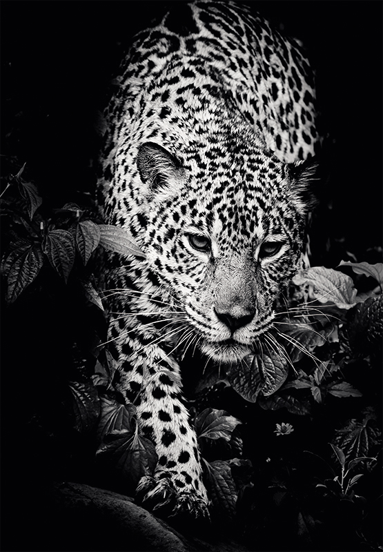 calendar-perete-animale-13-file-ego_18369041_11_1758388707562.jpg